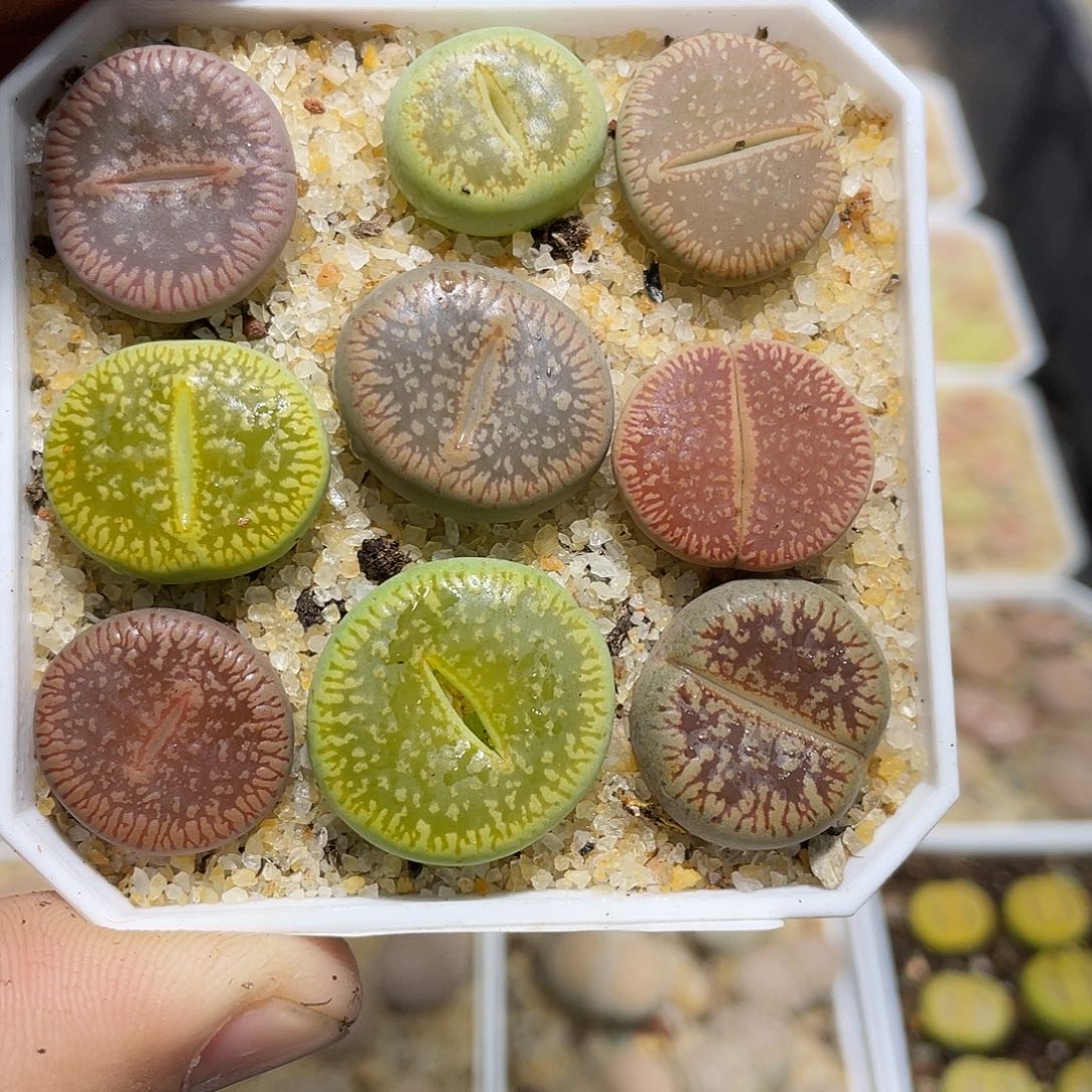 ￴***生994当天凑满十八元包邮生石花