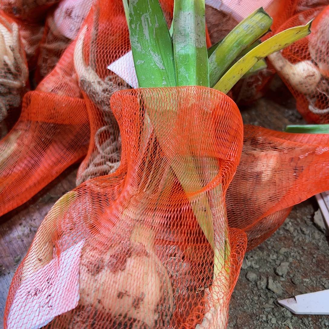 米***月朱顶红喷点星系开花球6cm+