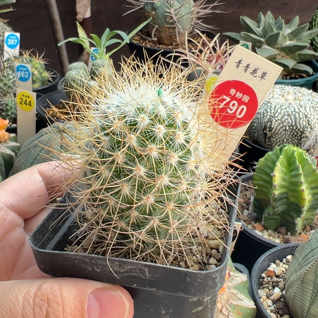 实生狂刺海泉一棵仙人球