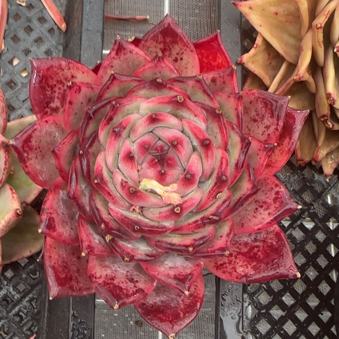 从前慢花园精选多肉红拉糖