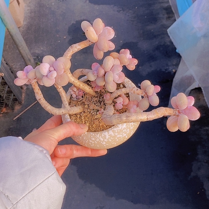 304多肉植物老桩