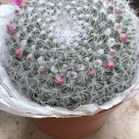 余温仙人球12米仙人球