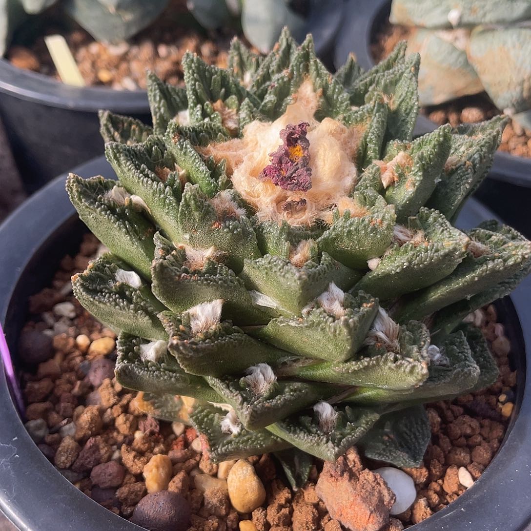 自根螺旋辛顿牡丹