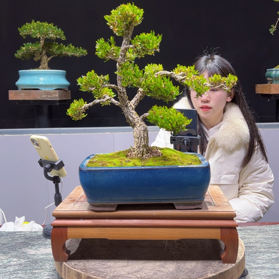 四季常青老桩黄杨盆景