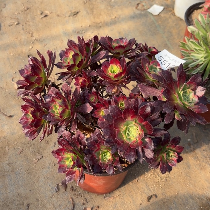 安娜锦多肉5512法师