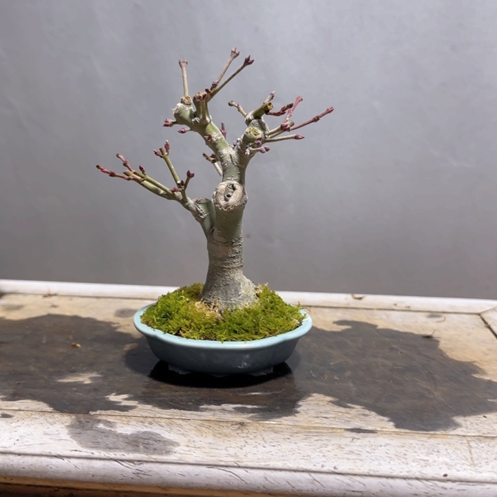 榆树盆栽榆树盆栽