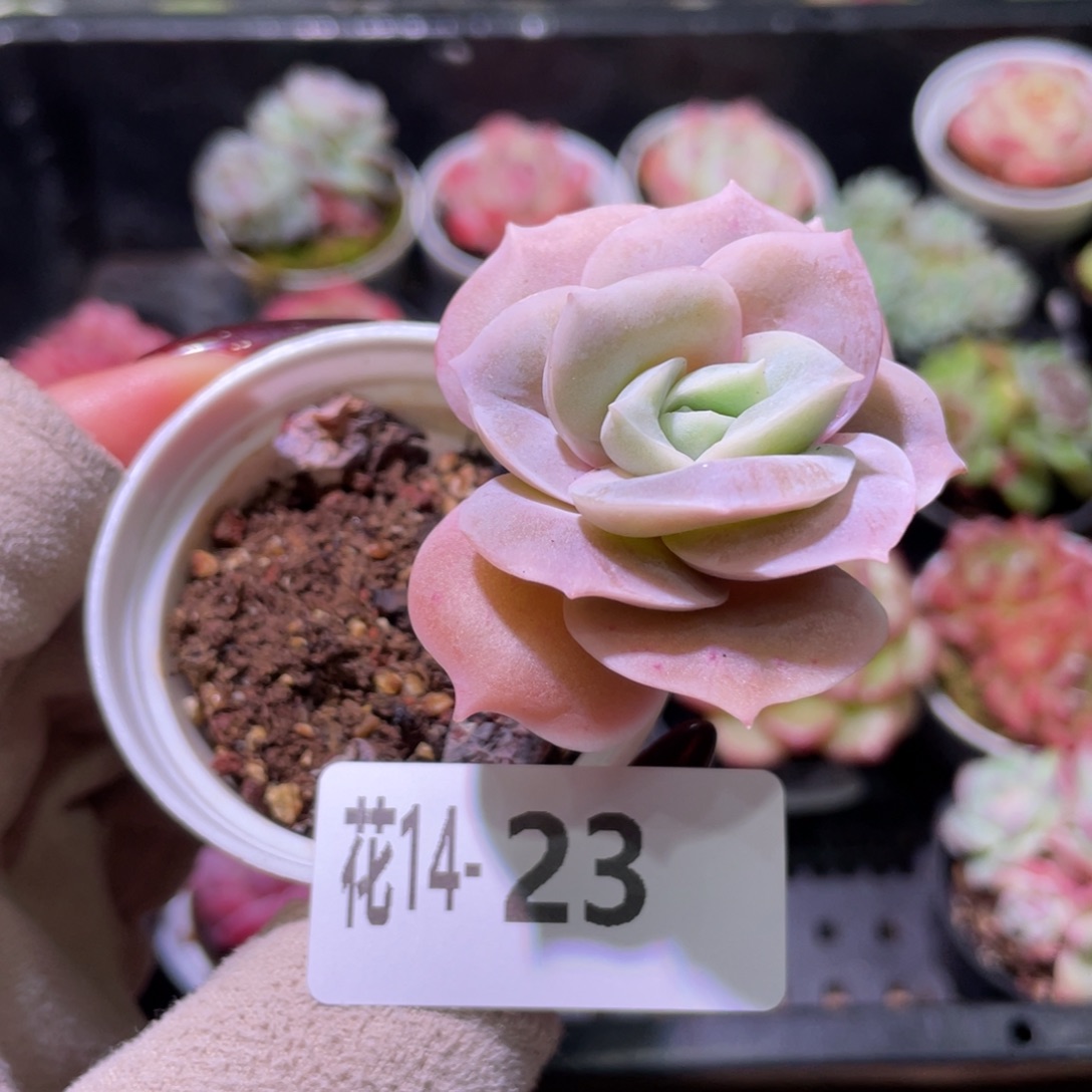 花利美14-23可爱玫瑰