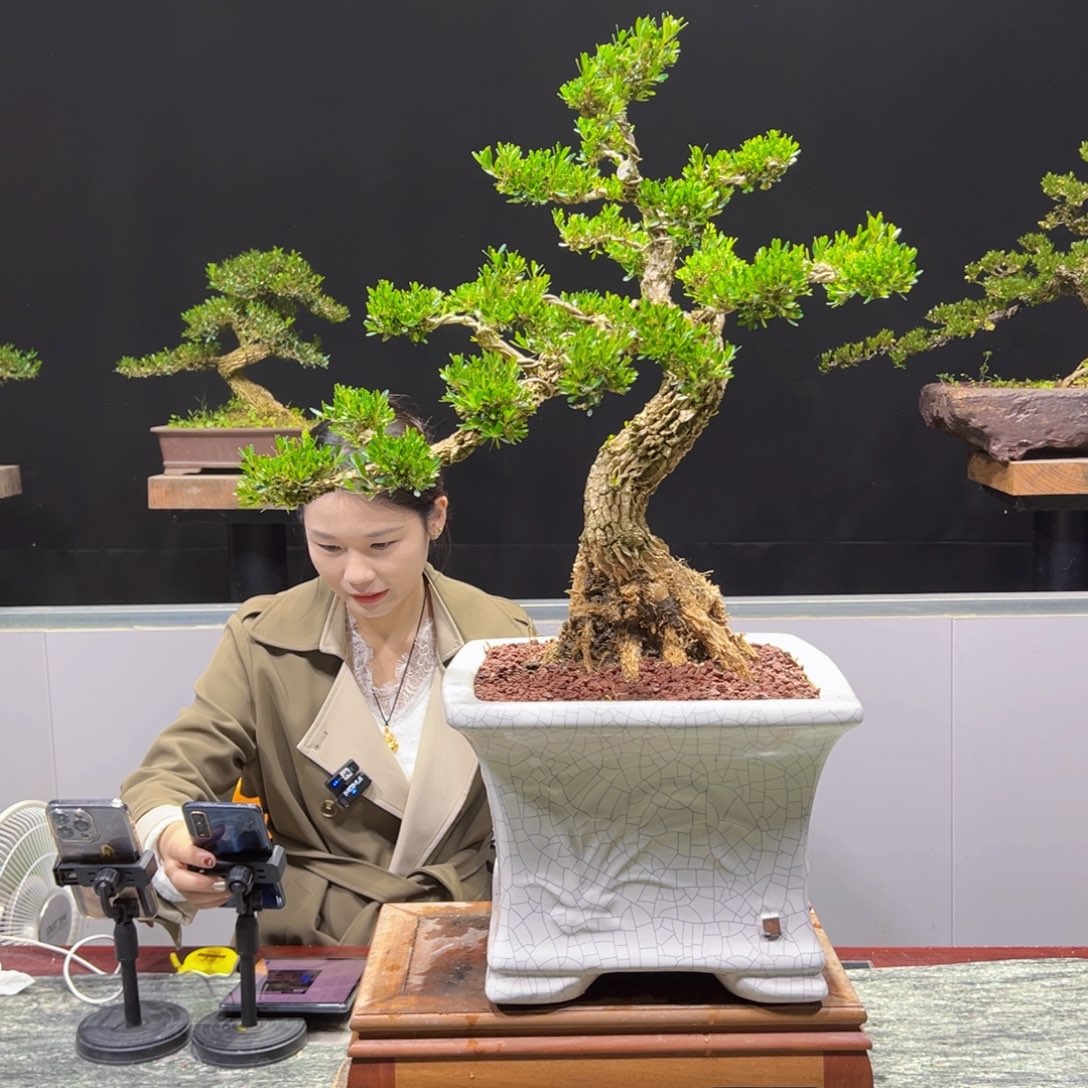 黄杨盆景老桩四季长青顺*