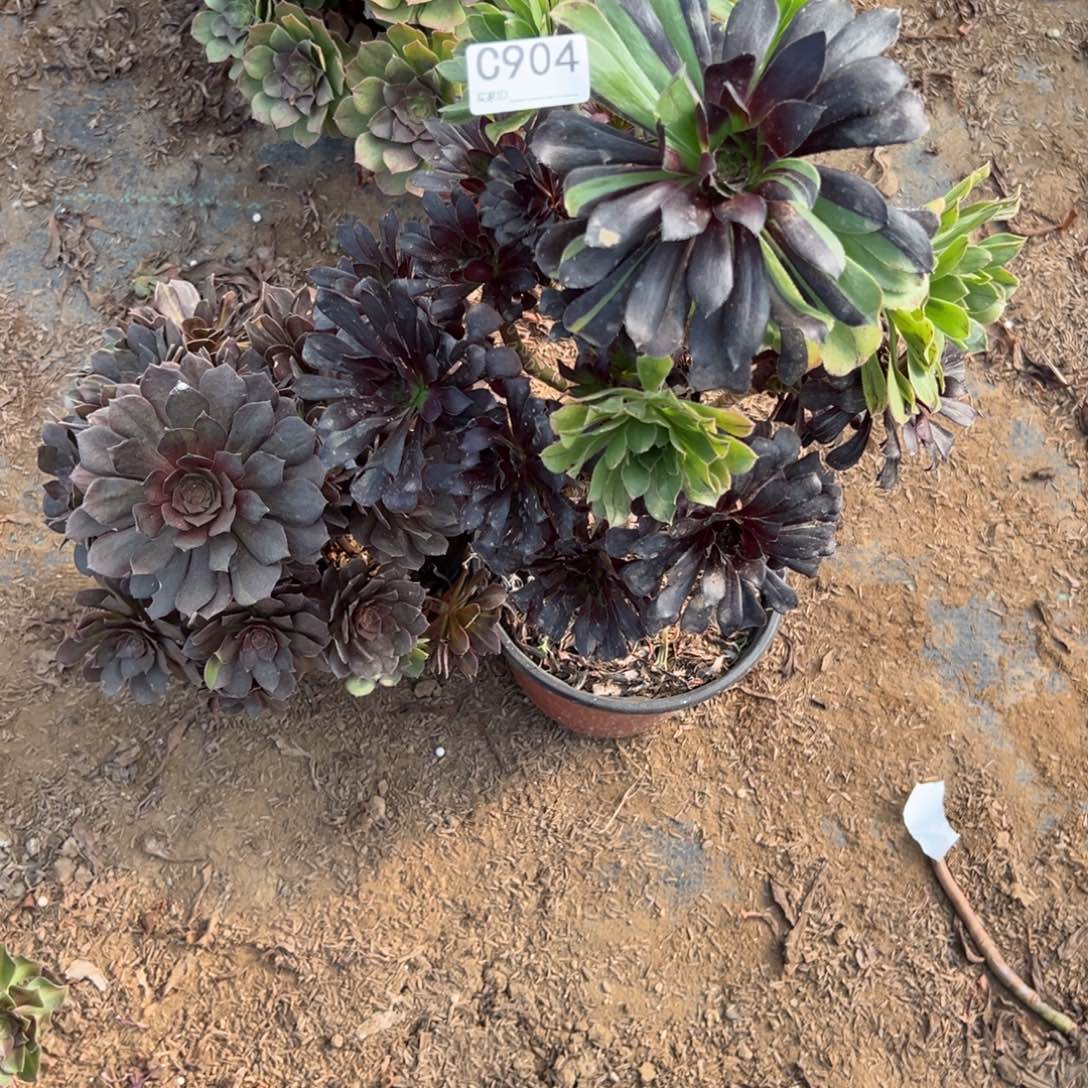 904两颗组合多肉植物