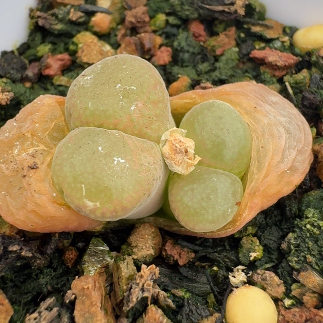 486红网格带盆55688880