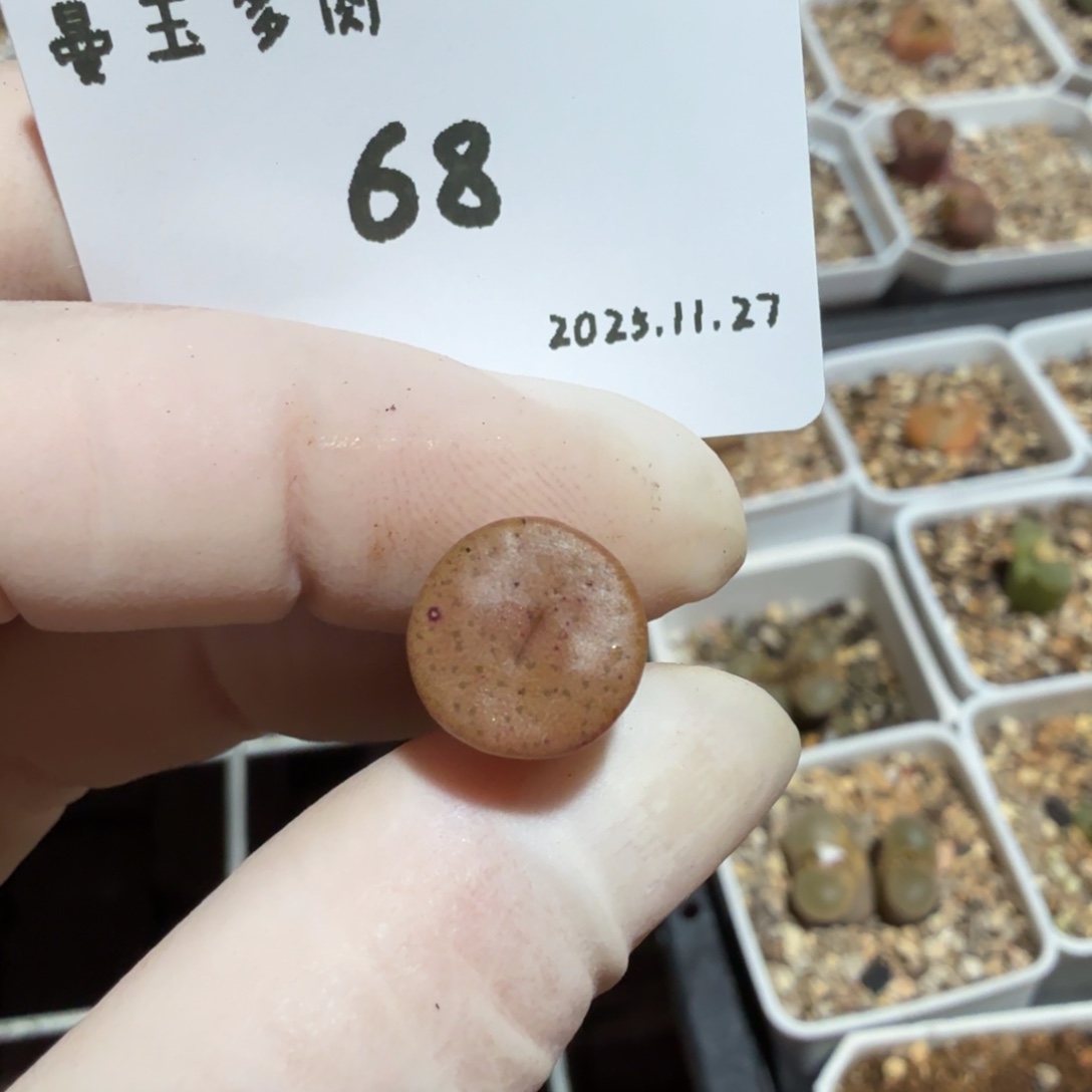 k***h多肉多肉多肉11.27-068