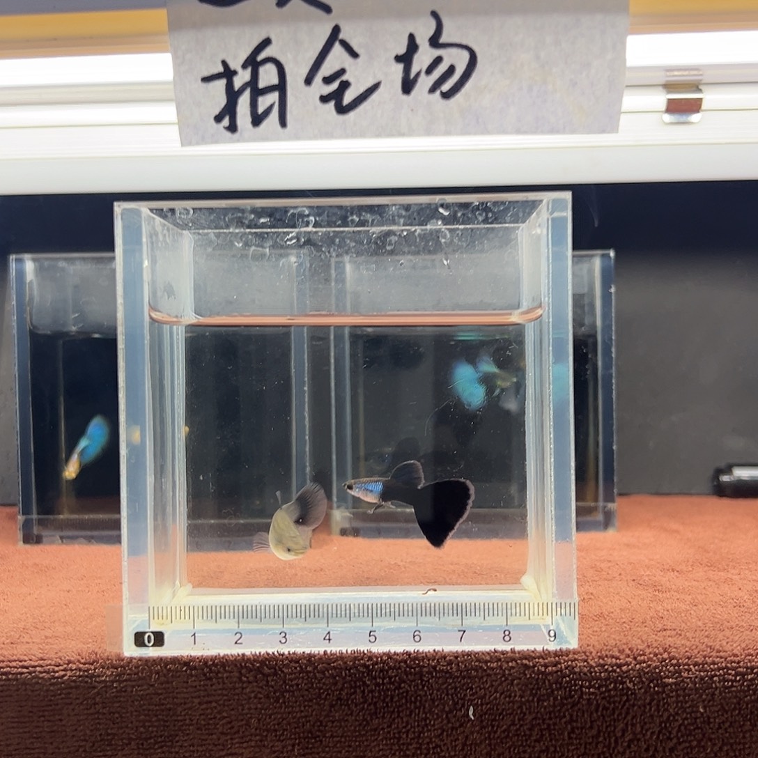 孔雀鱼艾尔银蓝礼服一对