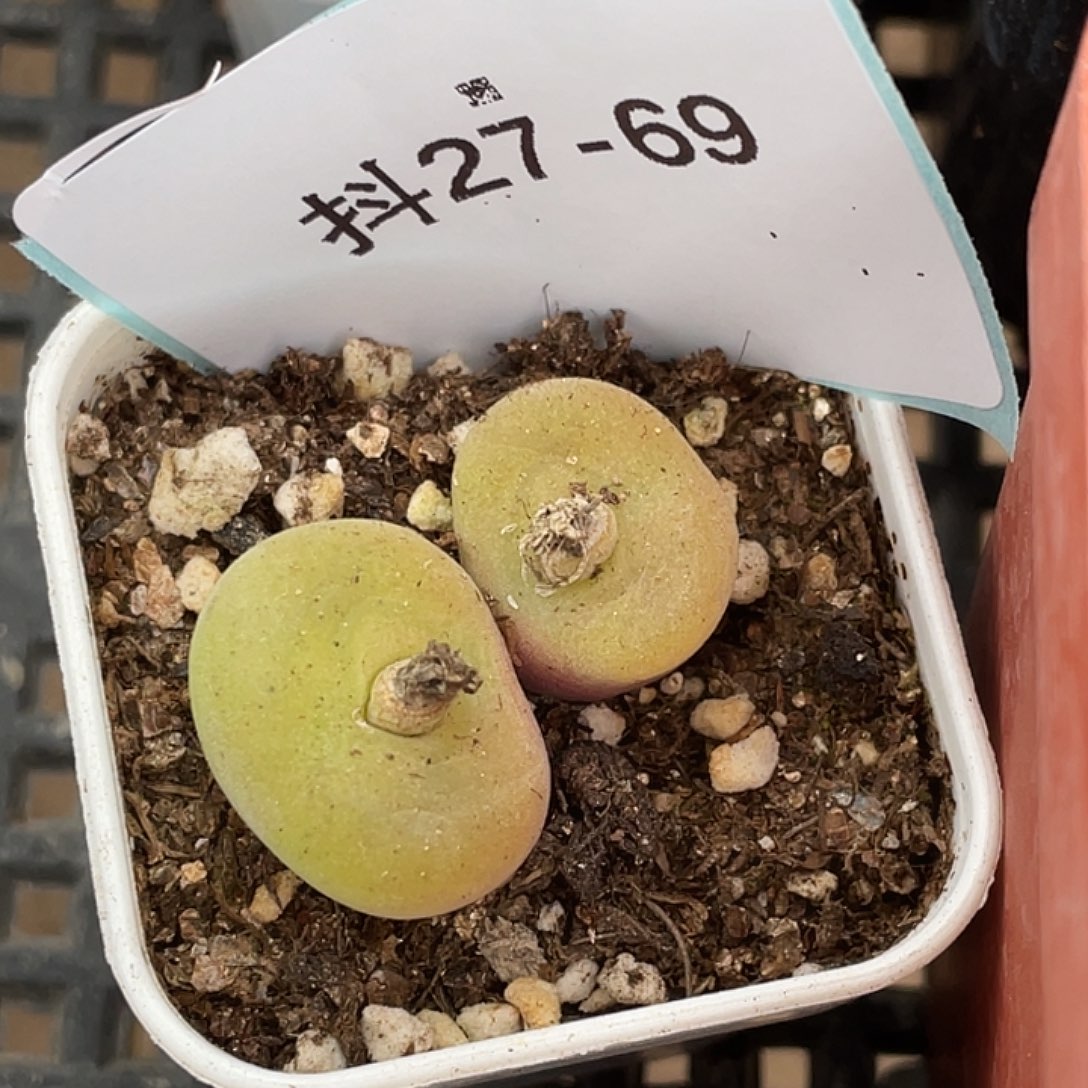 27-69空卡佛多肉植物