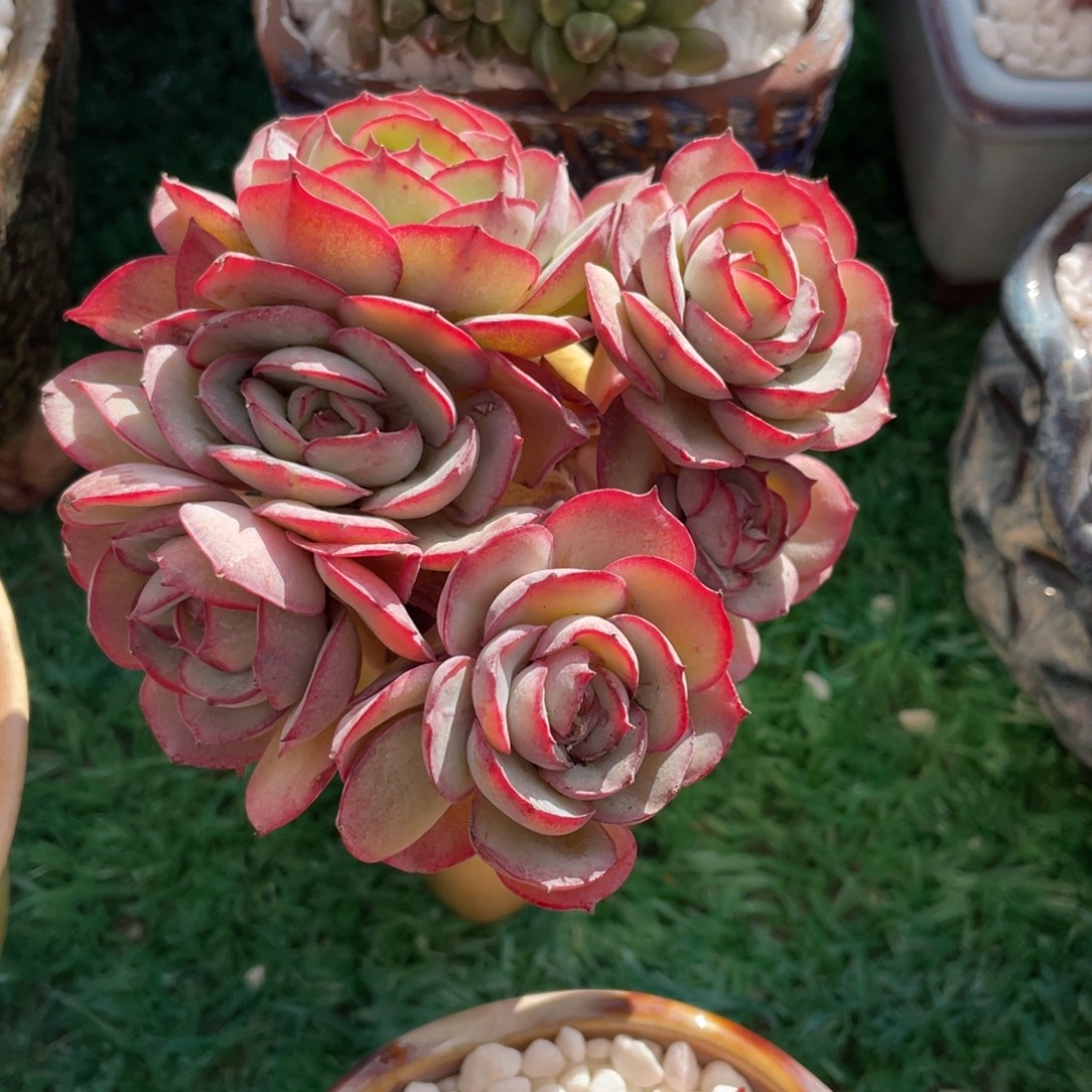 牡丹亭多肉植物盆栽