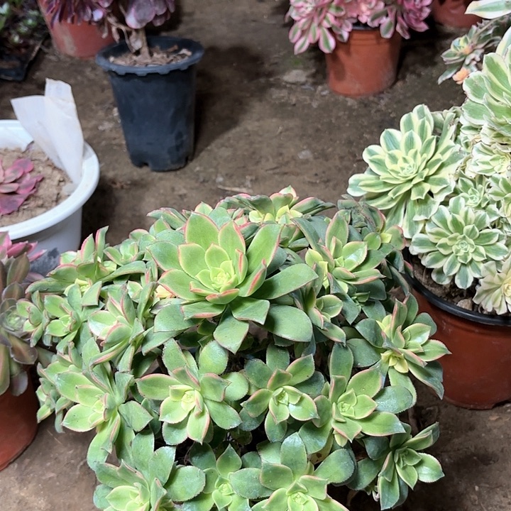 多肉植物法师艳日辉30