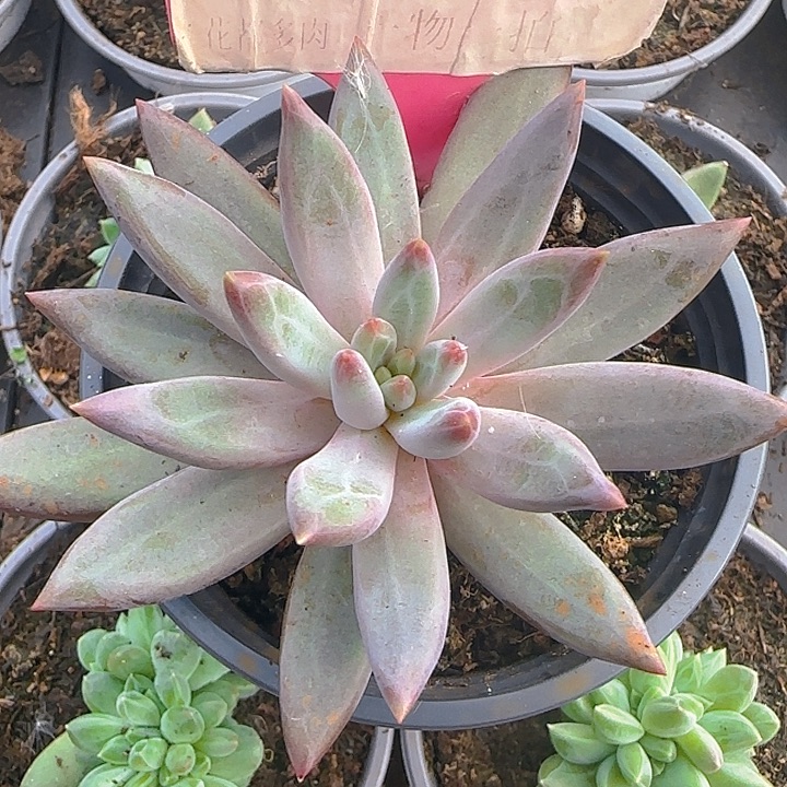 虞美人1903多肉植物