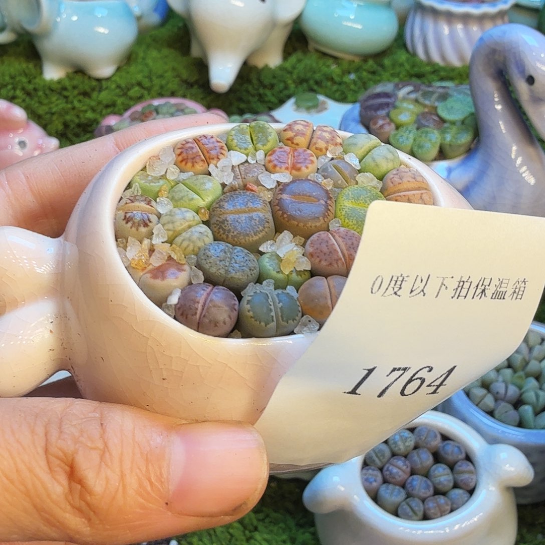 悦***货多肉福利冲冲冲1754