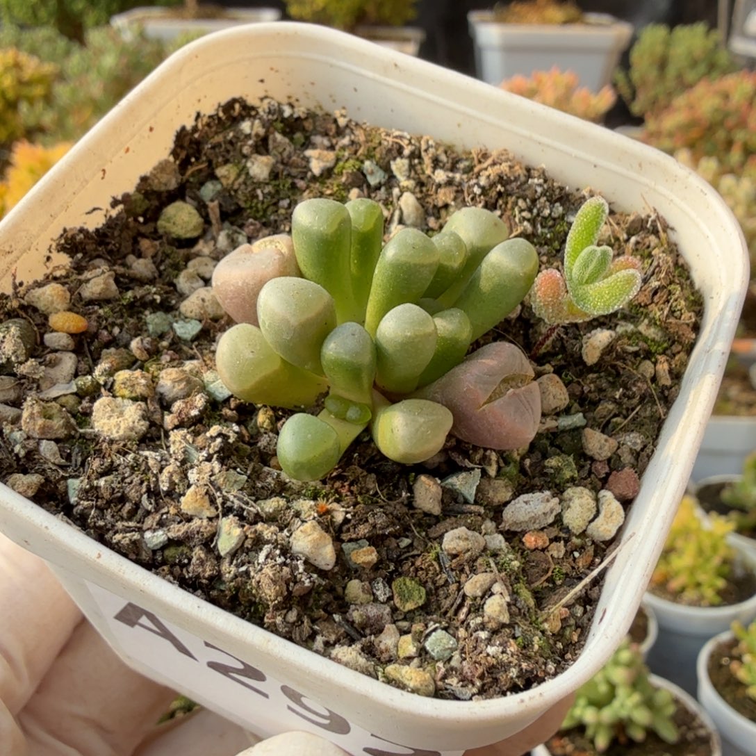 A292五十玲玉锦送实生小苗一颗