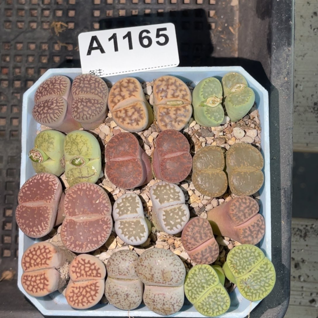 1165双头彩拼12颗