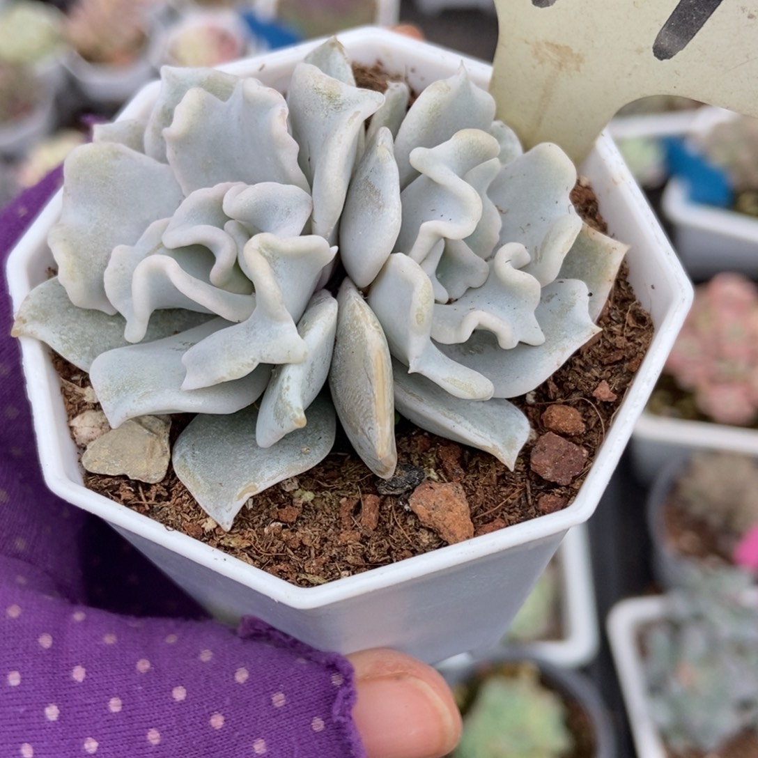  094饺子皮多肉植物