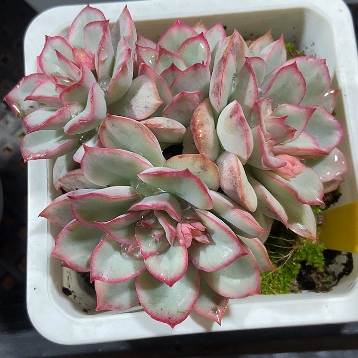 多肉植物月光女神锦710