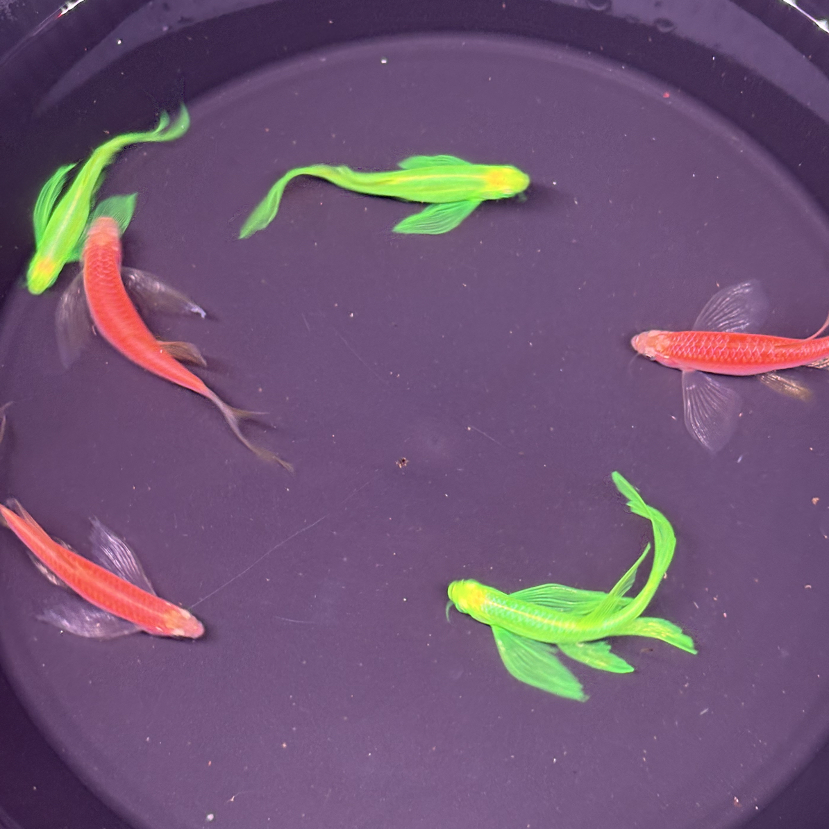 翡翠红长尾长鳍蝶翼斑马鱼热带淡水观赏鱼好养活