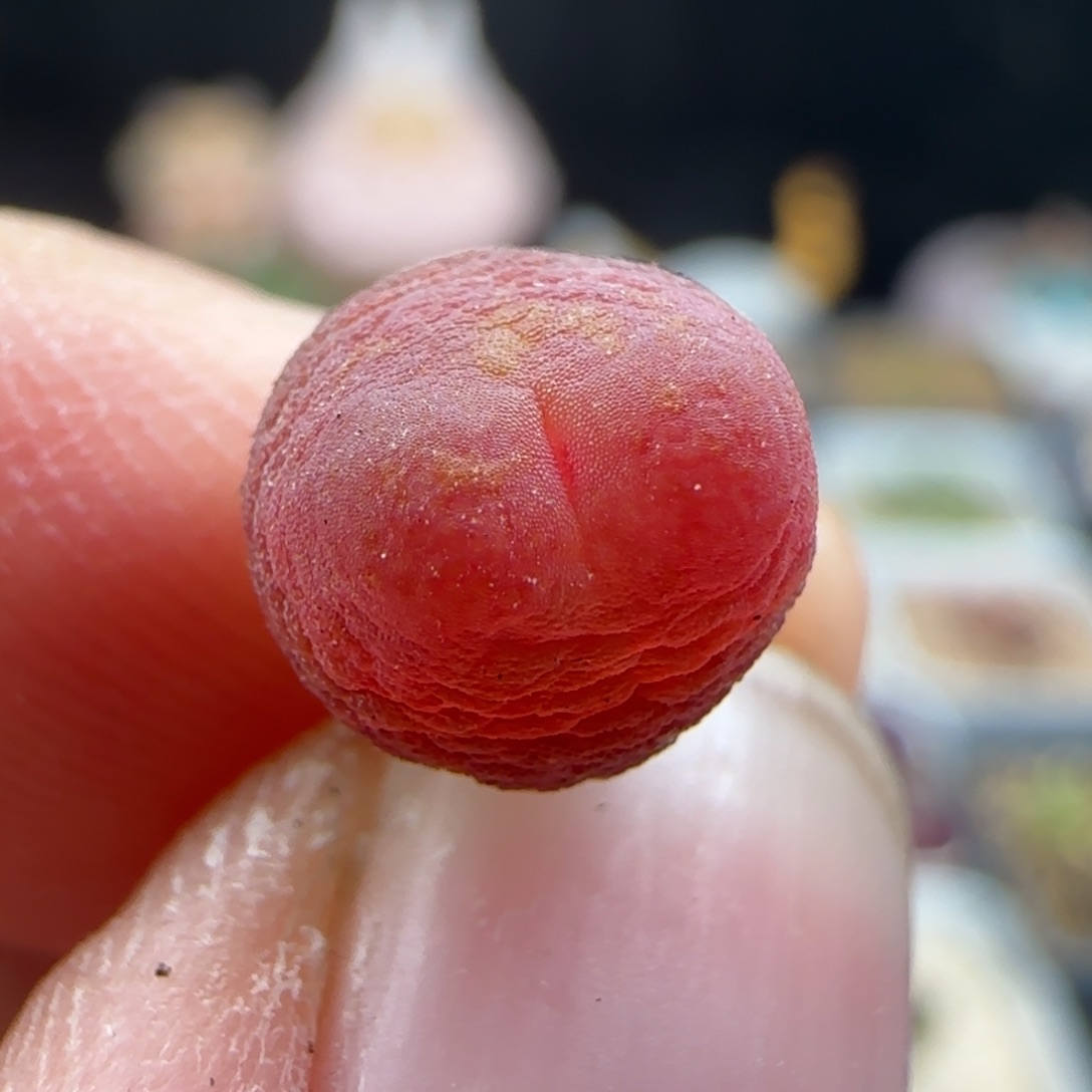 2.10.1/尺寸0.8 紫皮拉登