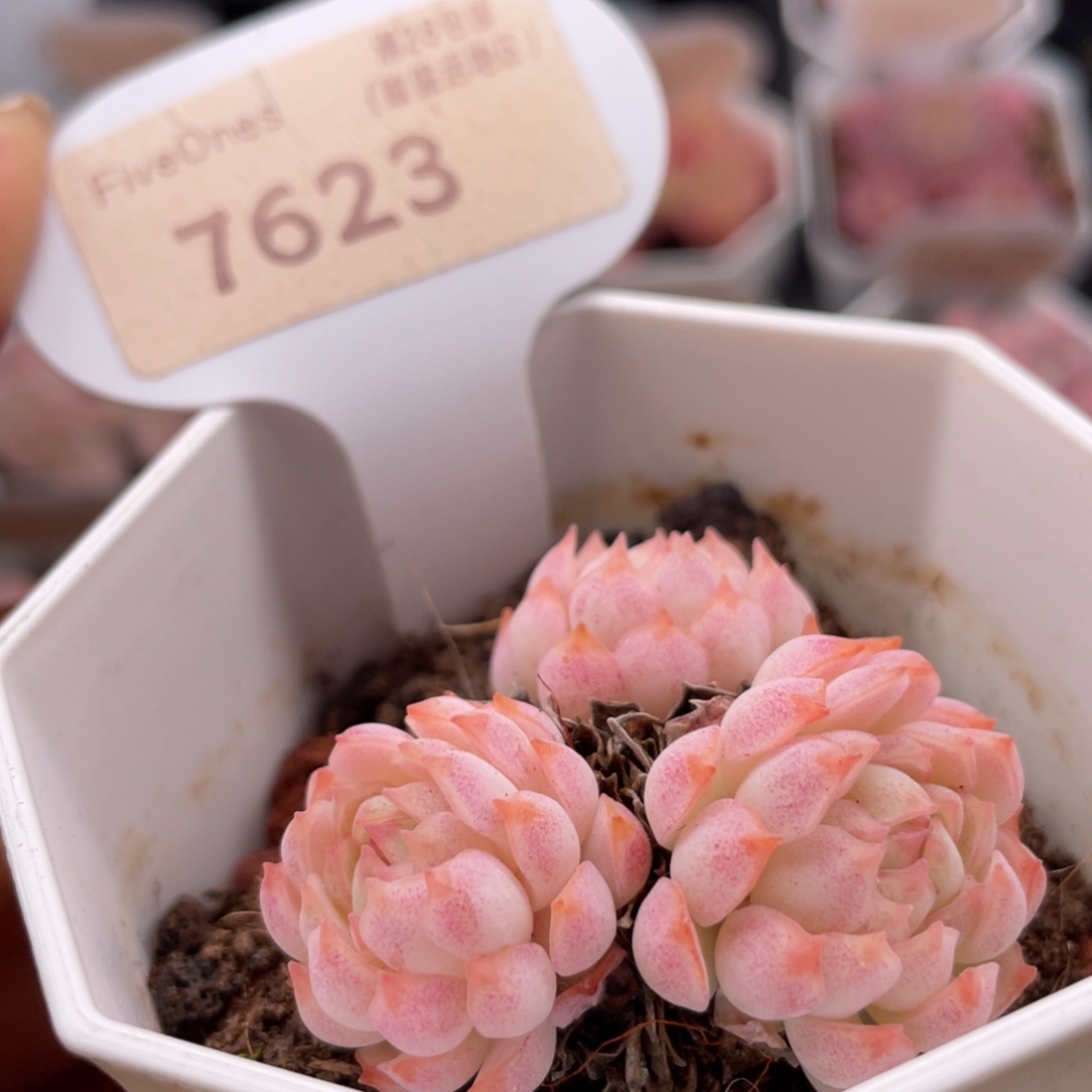 羊脂球7623-4.5厘米