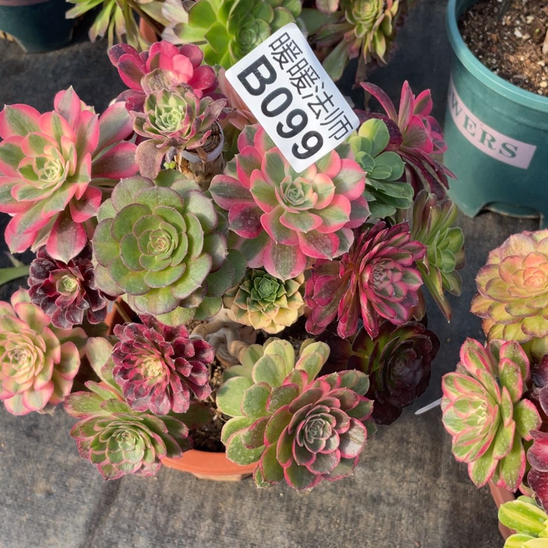 紫砂茶杯-****】099方法个哥哥好