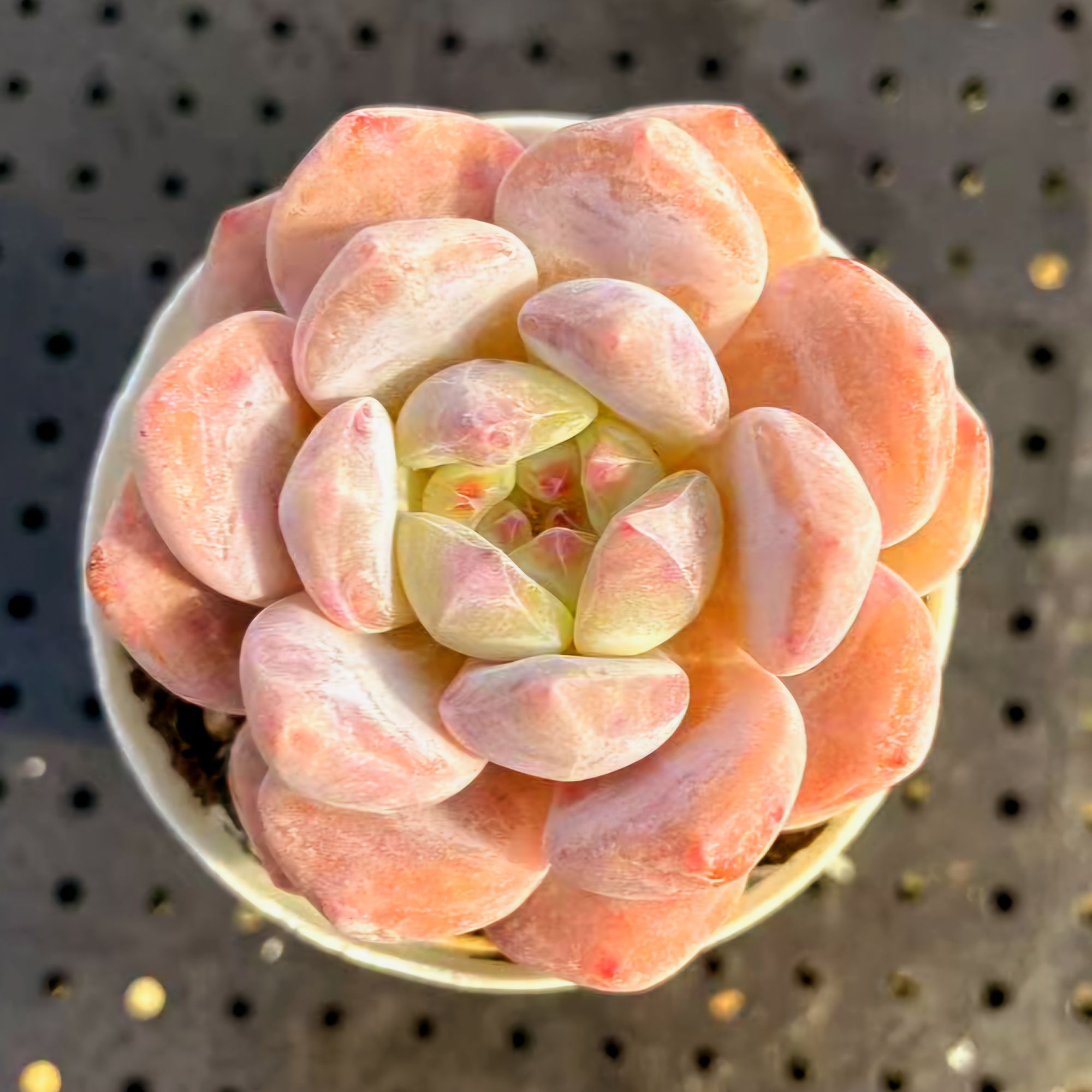 精品控养雪天使5颗套餐橙梦露多肉植物