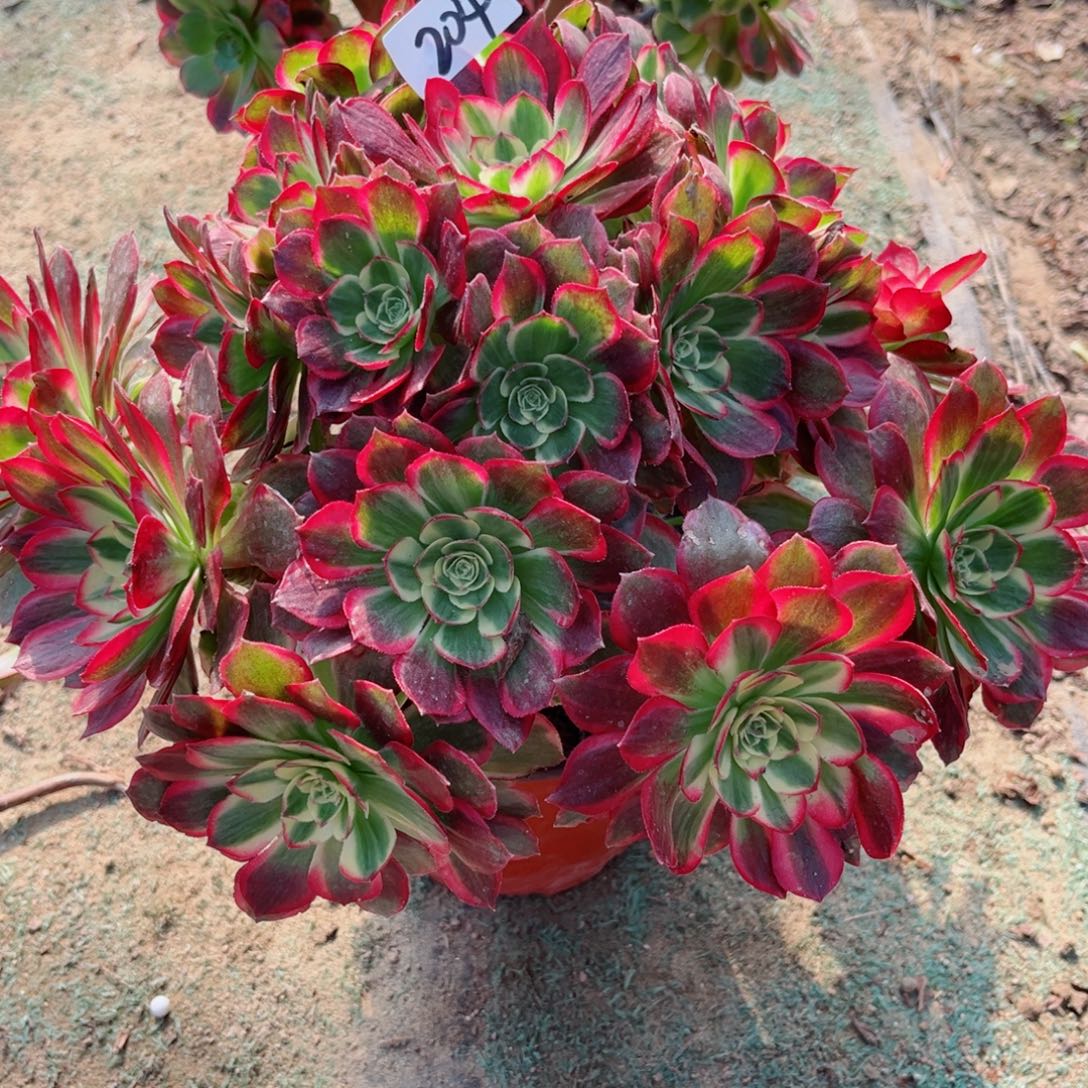 204粉体海王法师多肉植物