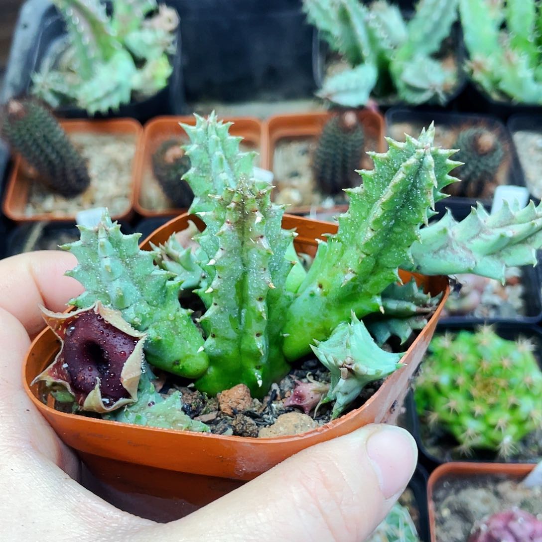 甜甜圈非偏远地区25包邮仙人球