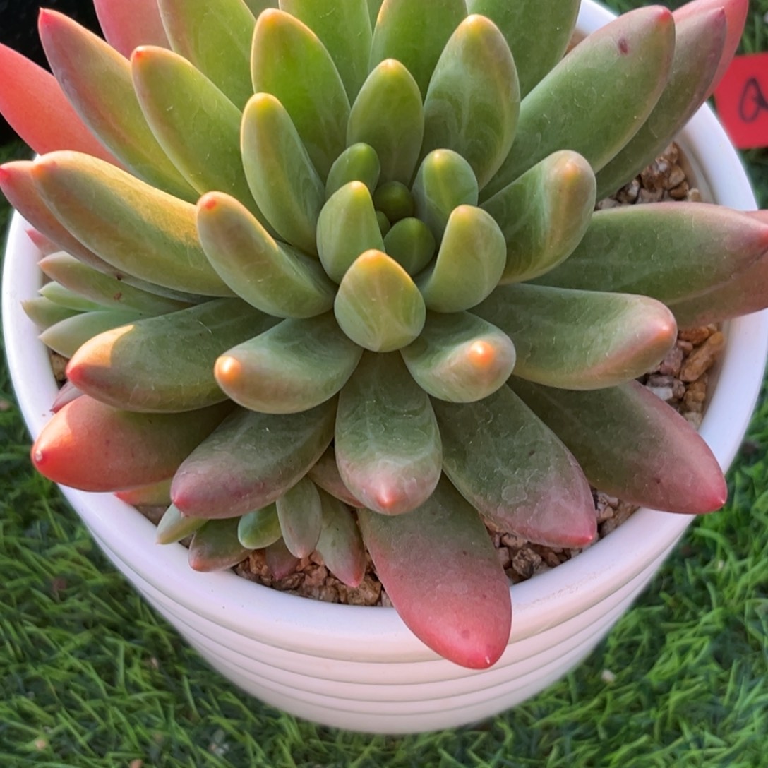 Q***。下午多肉植物群生