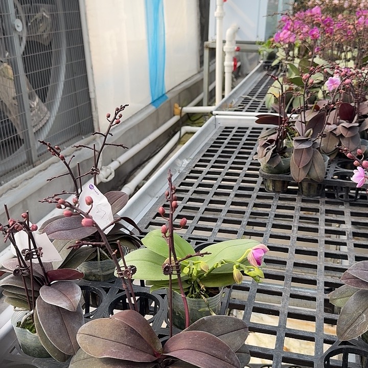 不****大部分开放少量花苞277