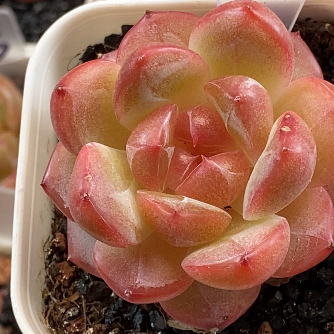 天官赐福百无禁忌