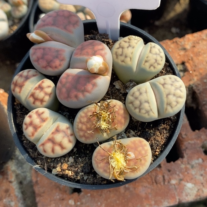 竦***峙生石花等植物的198