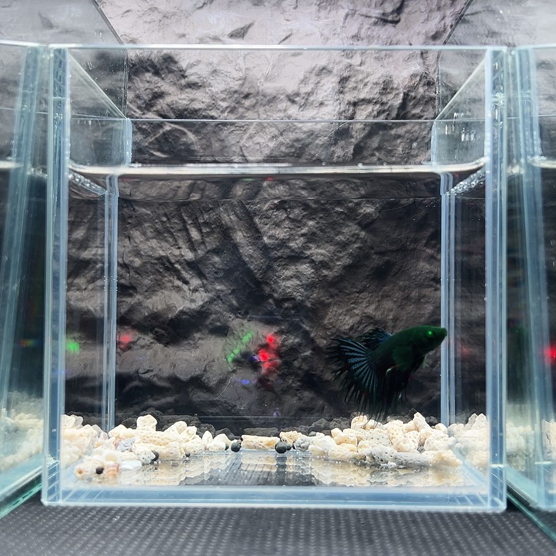 斗鱼精品精品精品精品精品精品