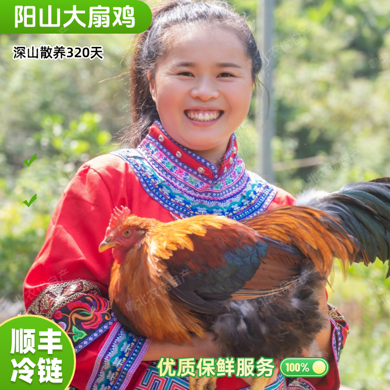 广东清远鸡 阳山鸡 大扇鸡大公鸡阉鸡农村生态散养土鸡10个月以上