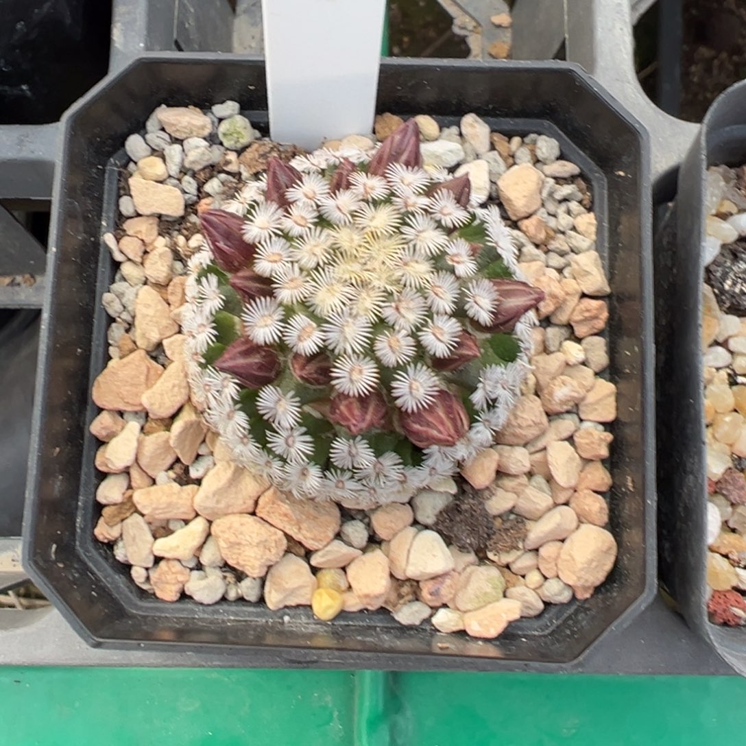 静****285实生根克氏丸多肉植物带盆土