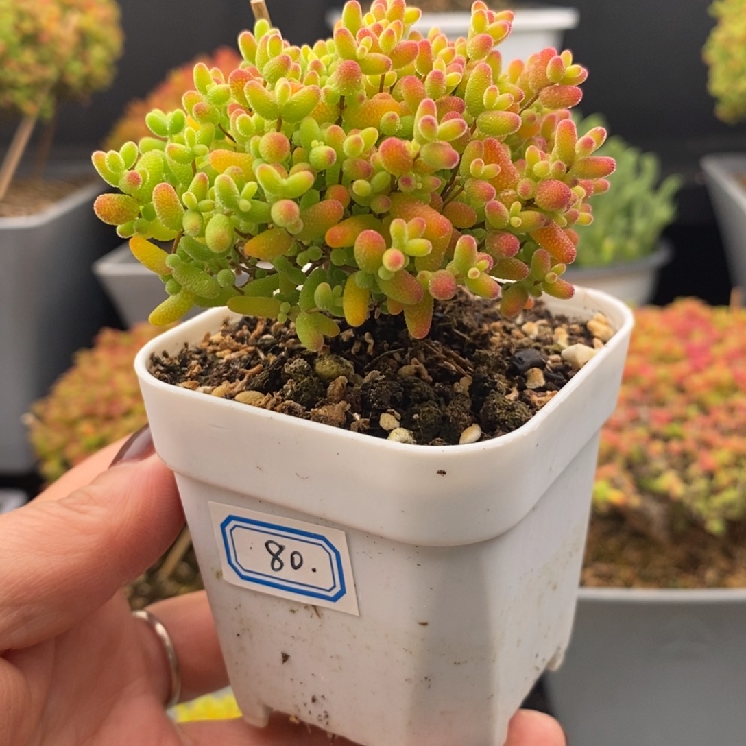 完全开放80号蜜橘糖球（6.5cm）