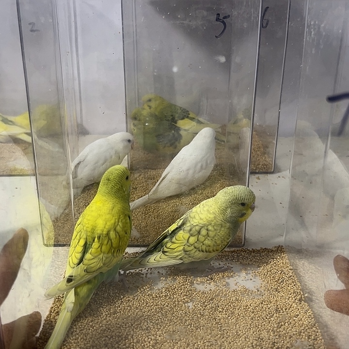 虎皮鹦鹉大头一对