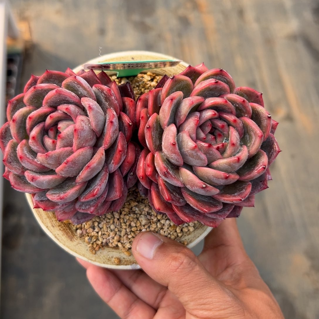 多肉一物一拍0308-137