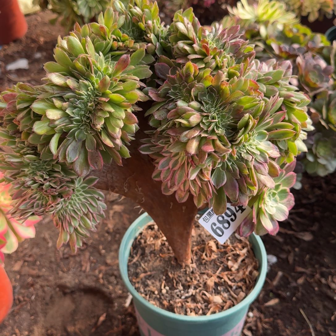 法师丘比特缀化6894 19-12