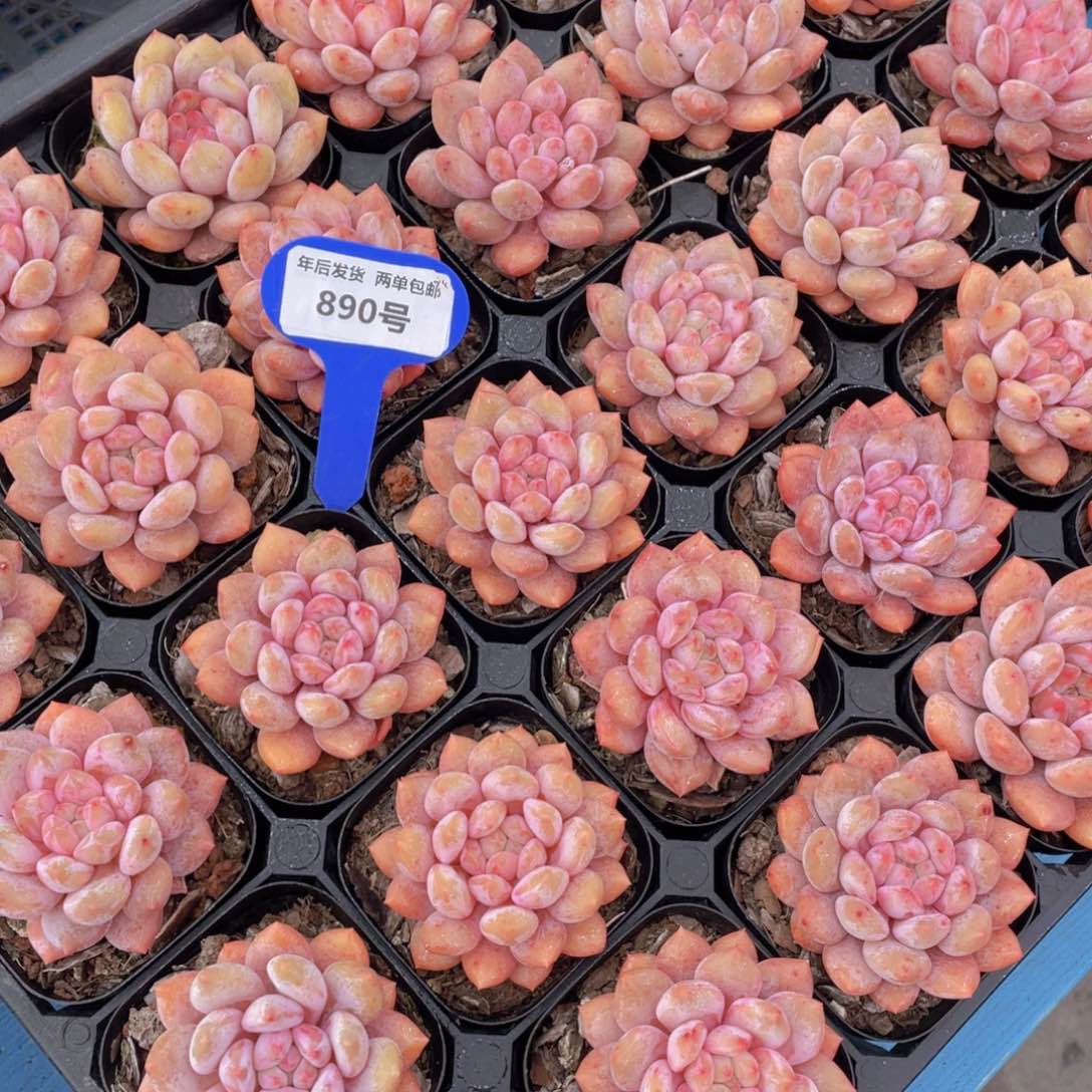 890号母本半夏粉透单头一个