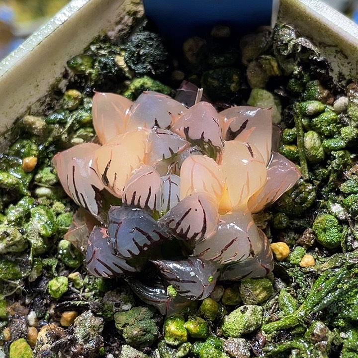 512水中月锦福利一物