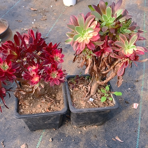 687两颗多肉植物