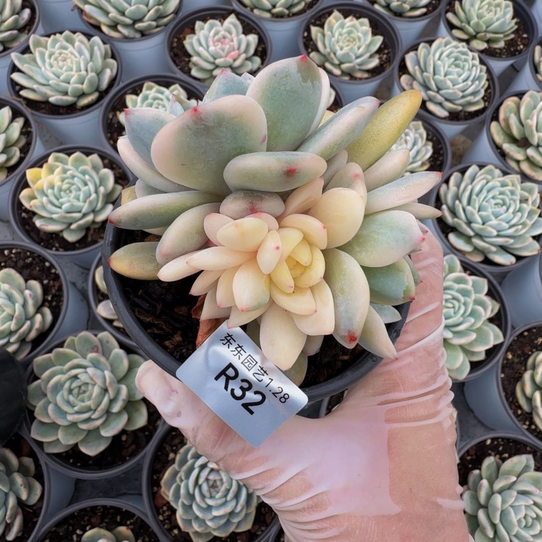 r r r r r r r r r r r 32