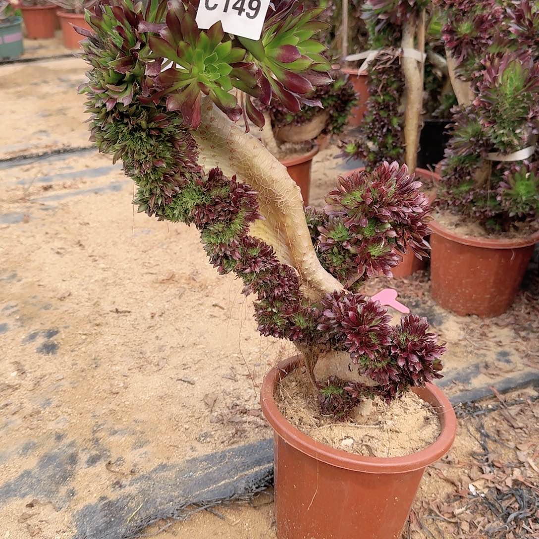 149黑法师一颗呀呀