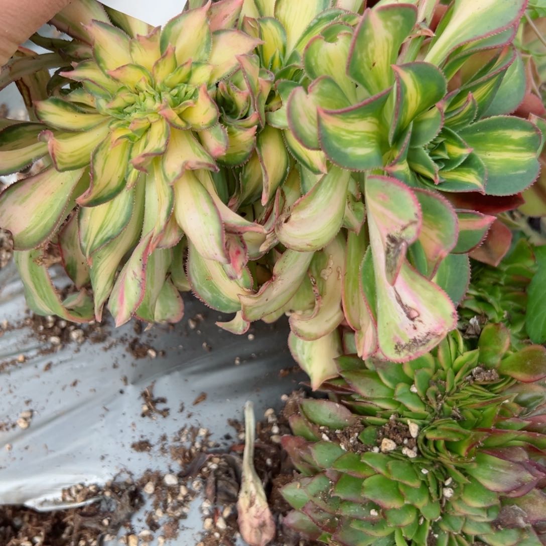 597 号多肉植物法师新年福利