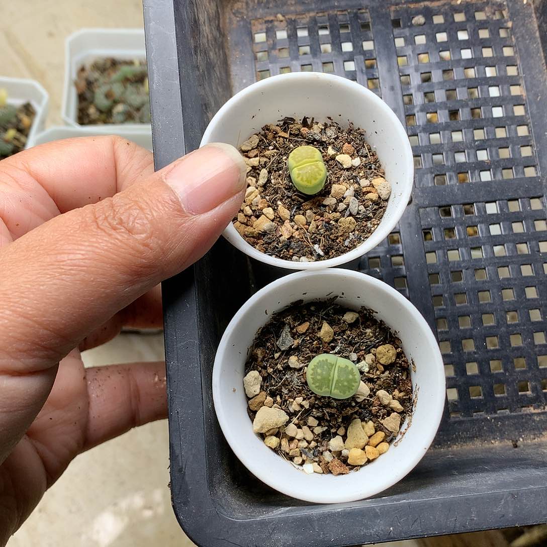 若****_E187多肉植物保护